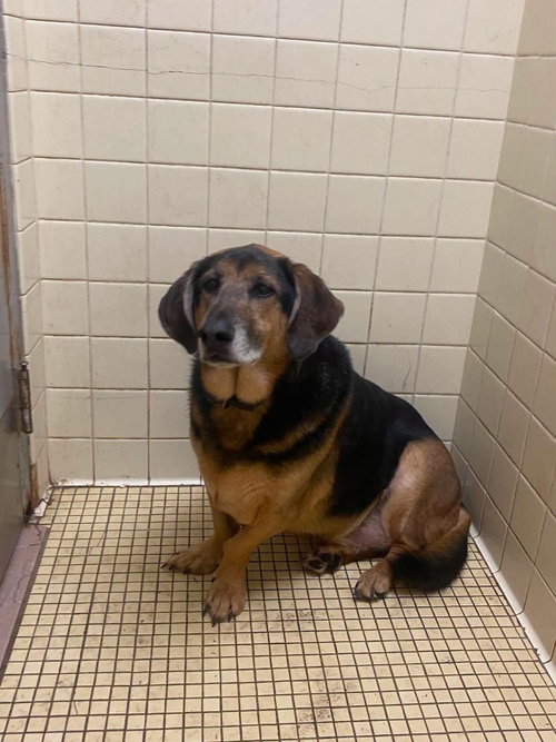 Dime, an adoptable Basset Hound in Martinsburg, WV