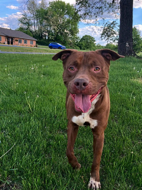 Warner, an adoptable Pit Bull Terrier in Martinsburg, WV