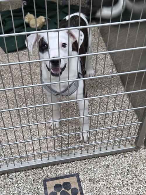Sienna, an adoptable Hound in Martinsburg, WV