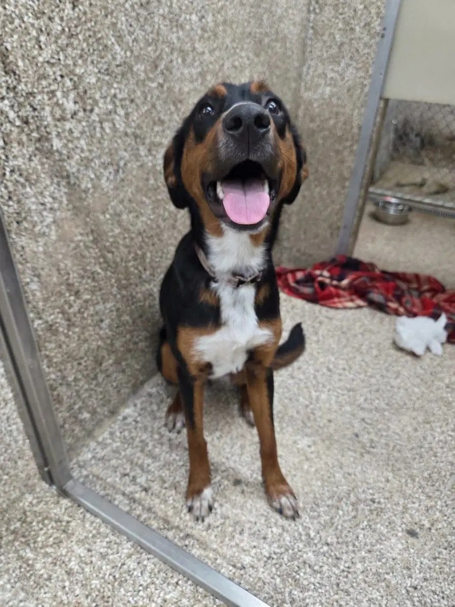 Amber - Hound