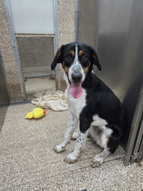 Cooper, an adoptable Australian Cattle Dog in Martinsburg, WV