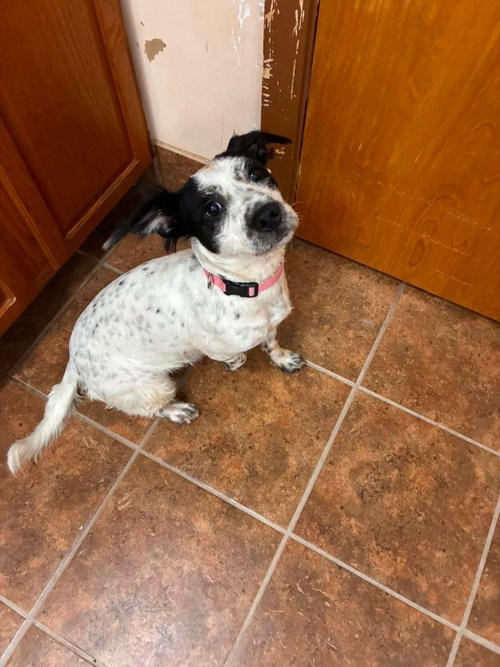 Luna, an adoptable Shepherd in Martinsburg, WV
