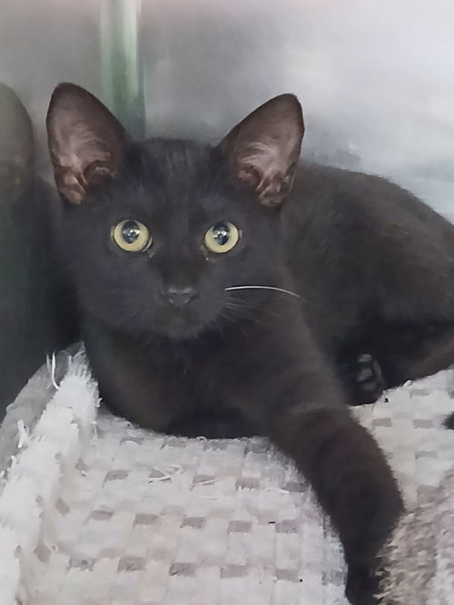picture of the cat needing adoption
