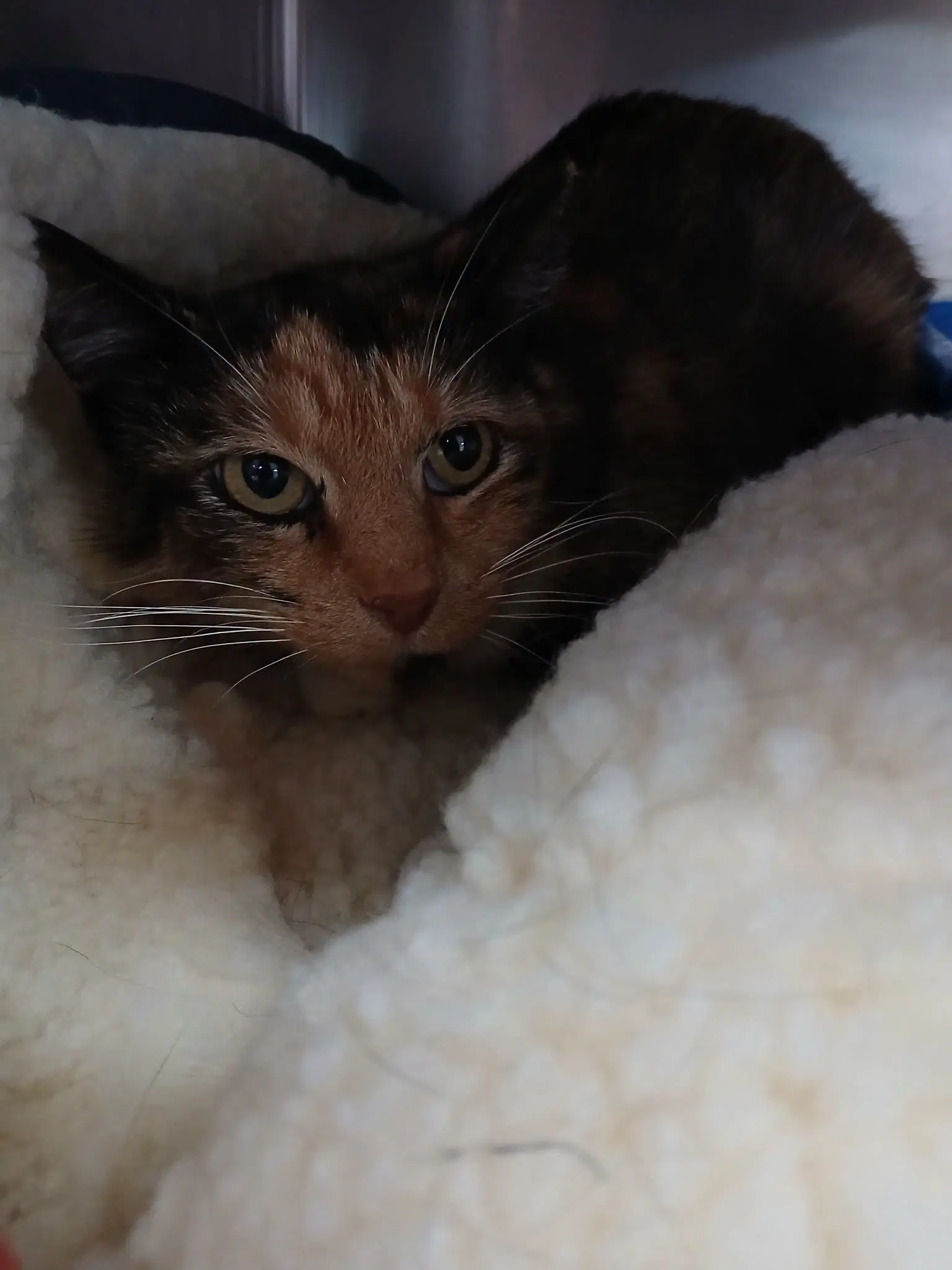 Debra - Calico