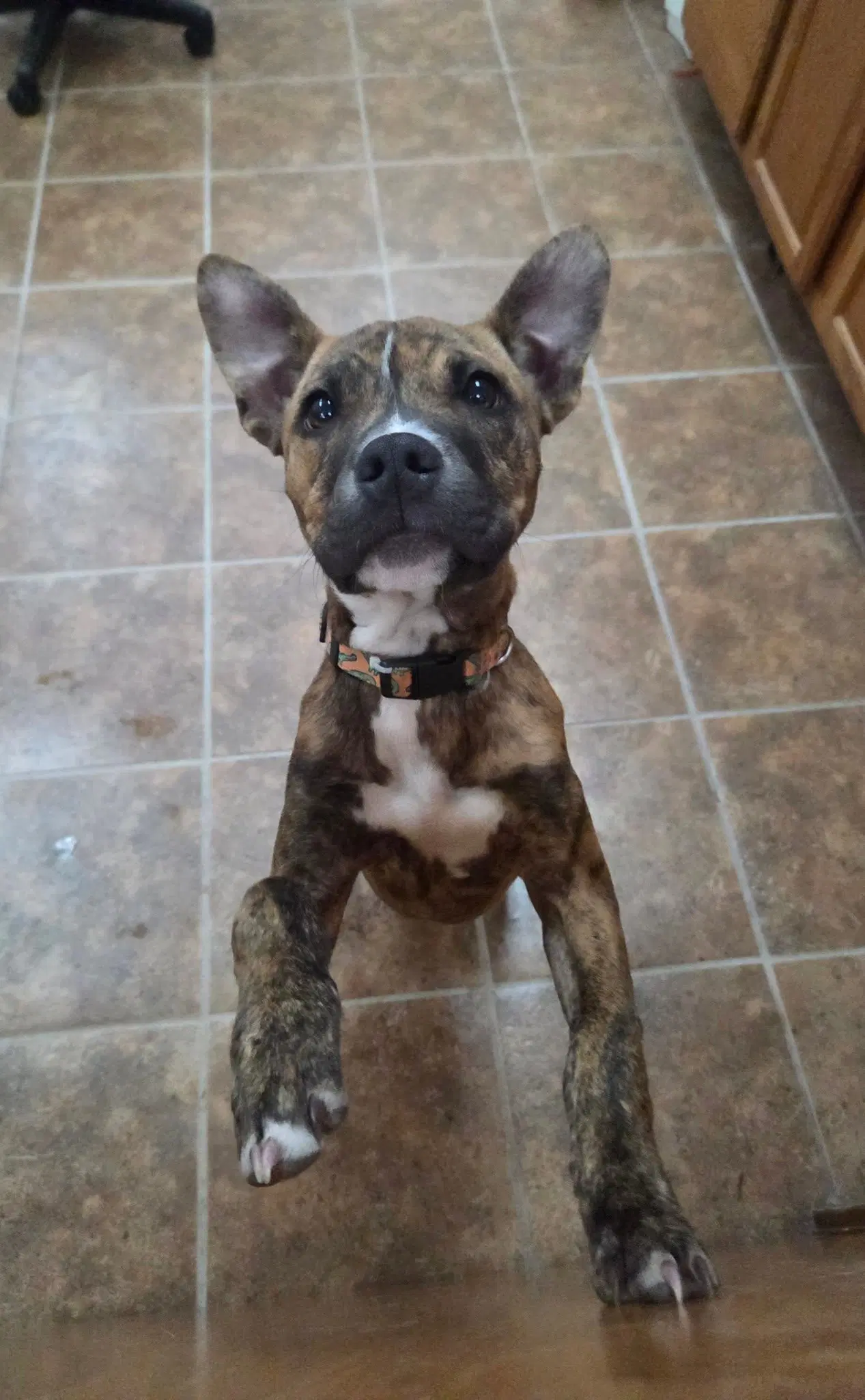 Brutsky - Pit Bull Terrier