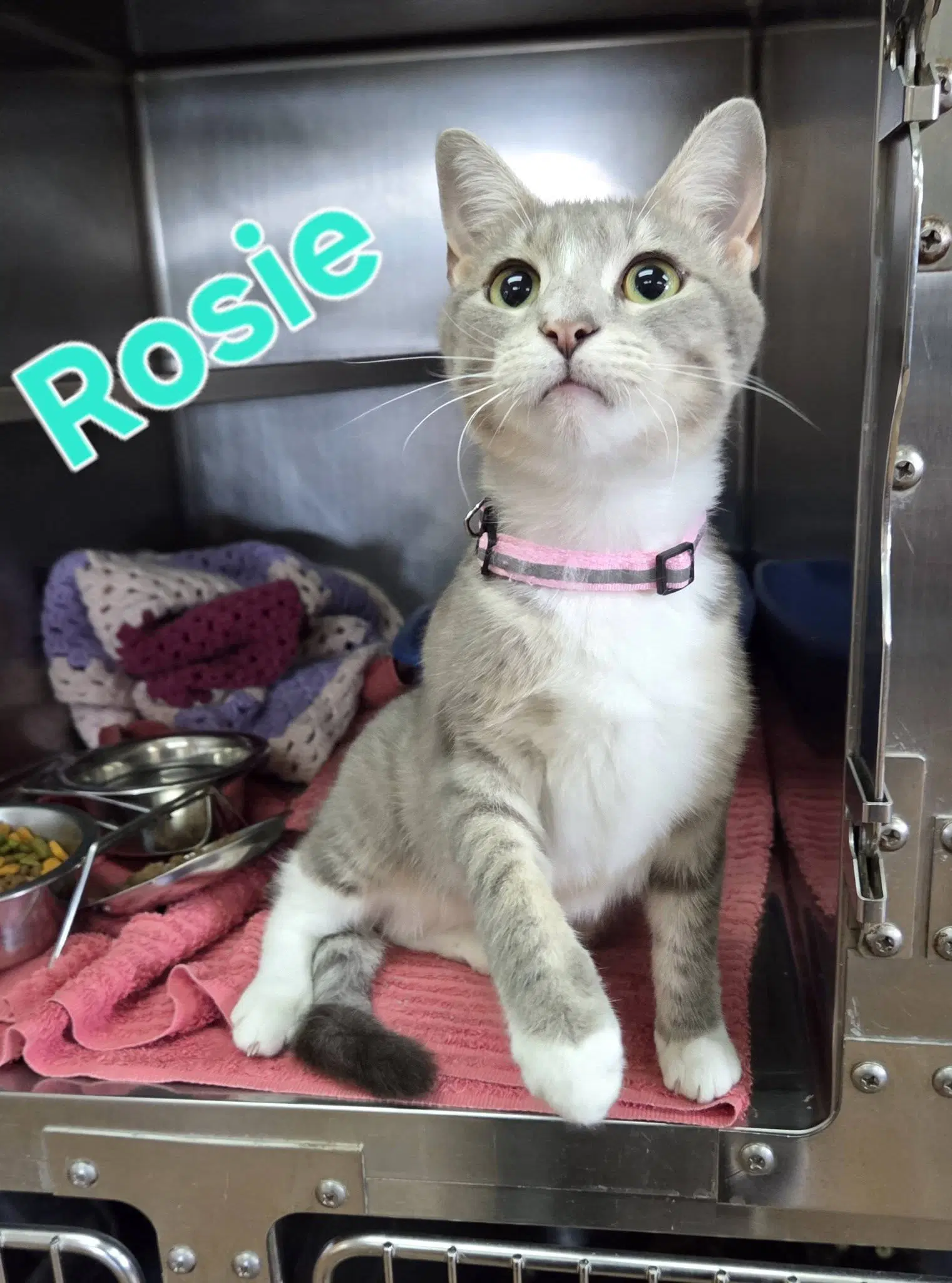 Rosie image 2