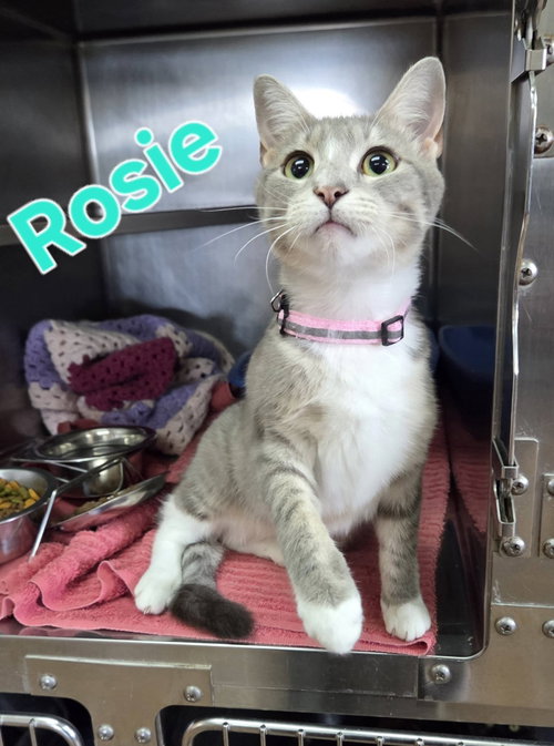 Photo 2 of Rosie #1