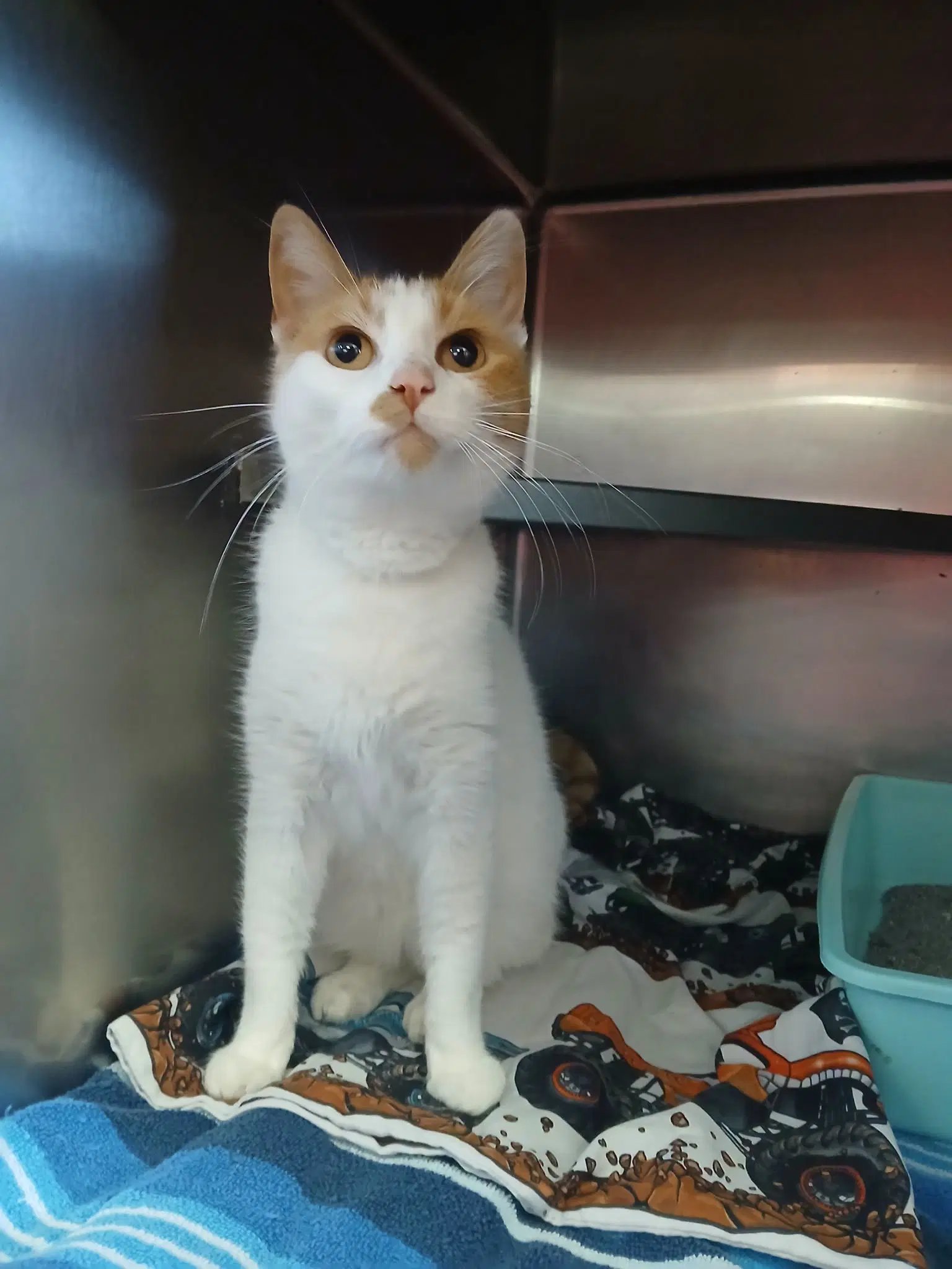 Rosie - Domestic Short Hair