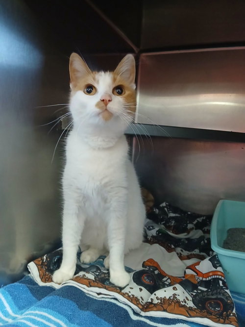 Rosie #2, a cat for adoption from Berkeley County Humane Society