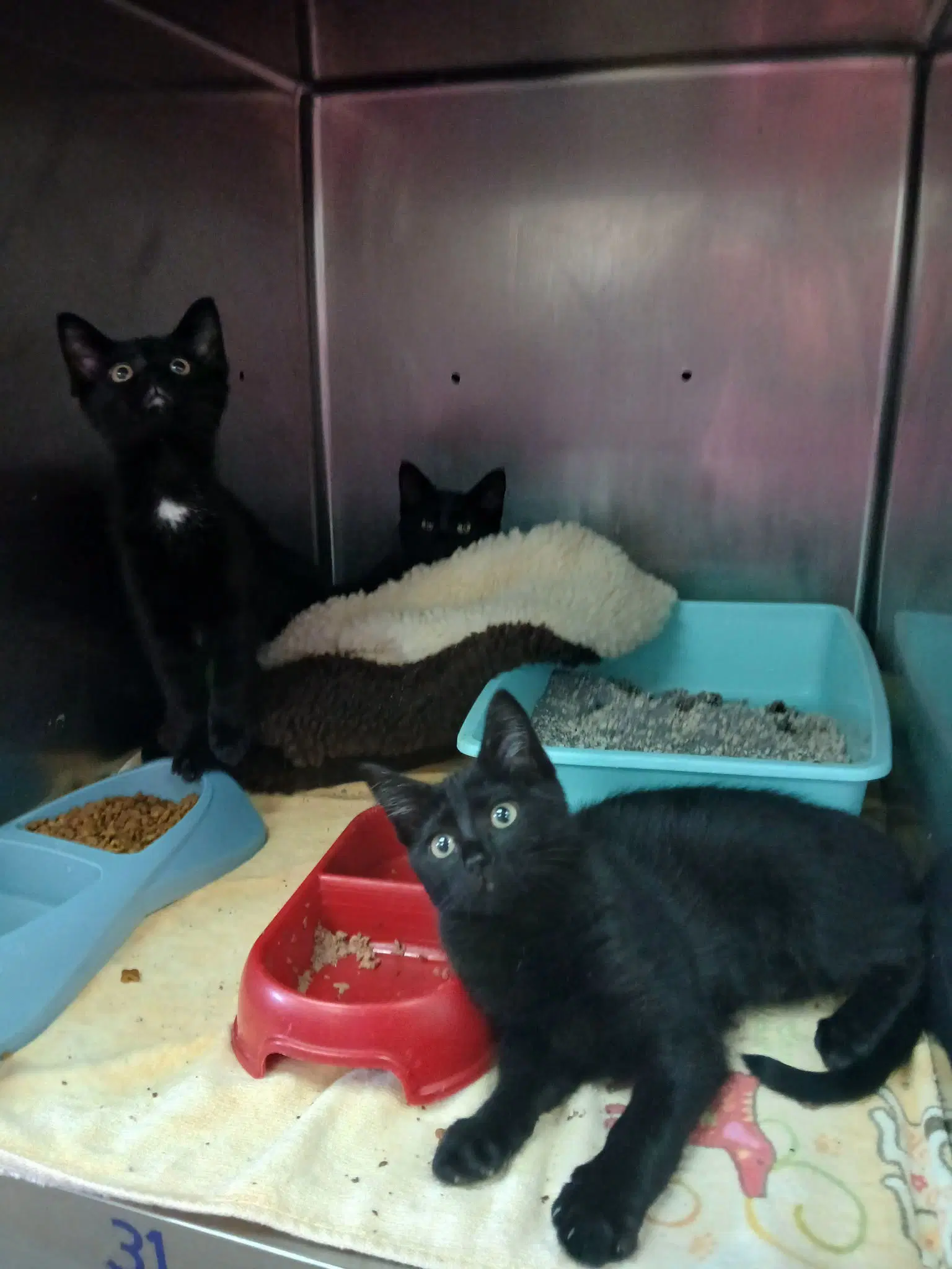 Kittens - Domestic Short Hair
