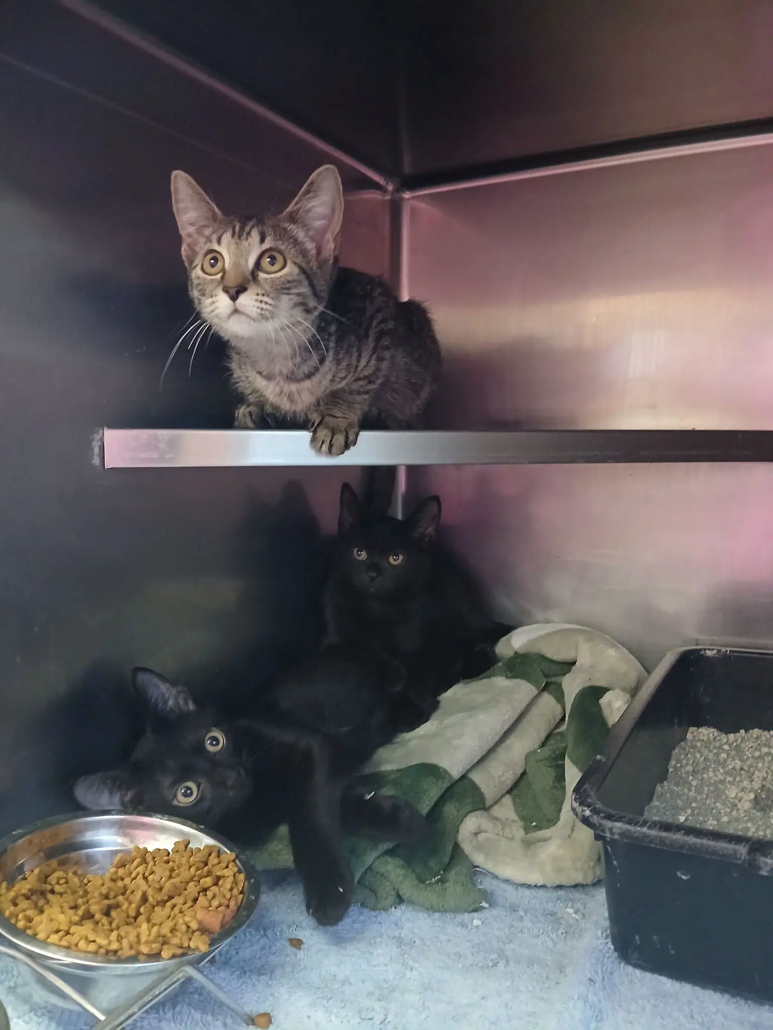 Kittens Black And Tabbys - Domestic Short Hair