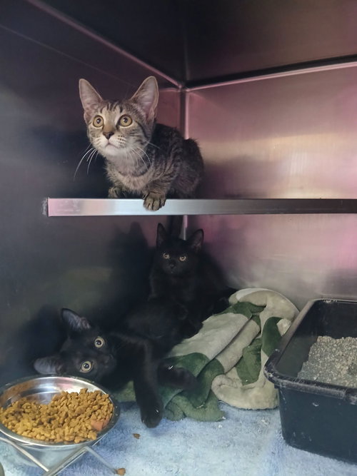 Kittens Black and Tabbys, a cat for adoption from Berkeley County Humane Society