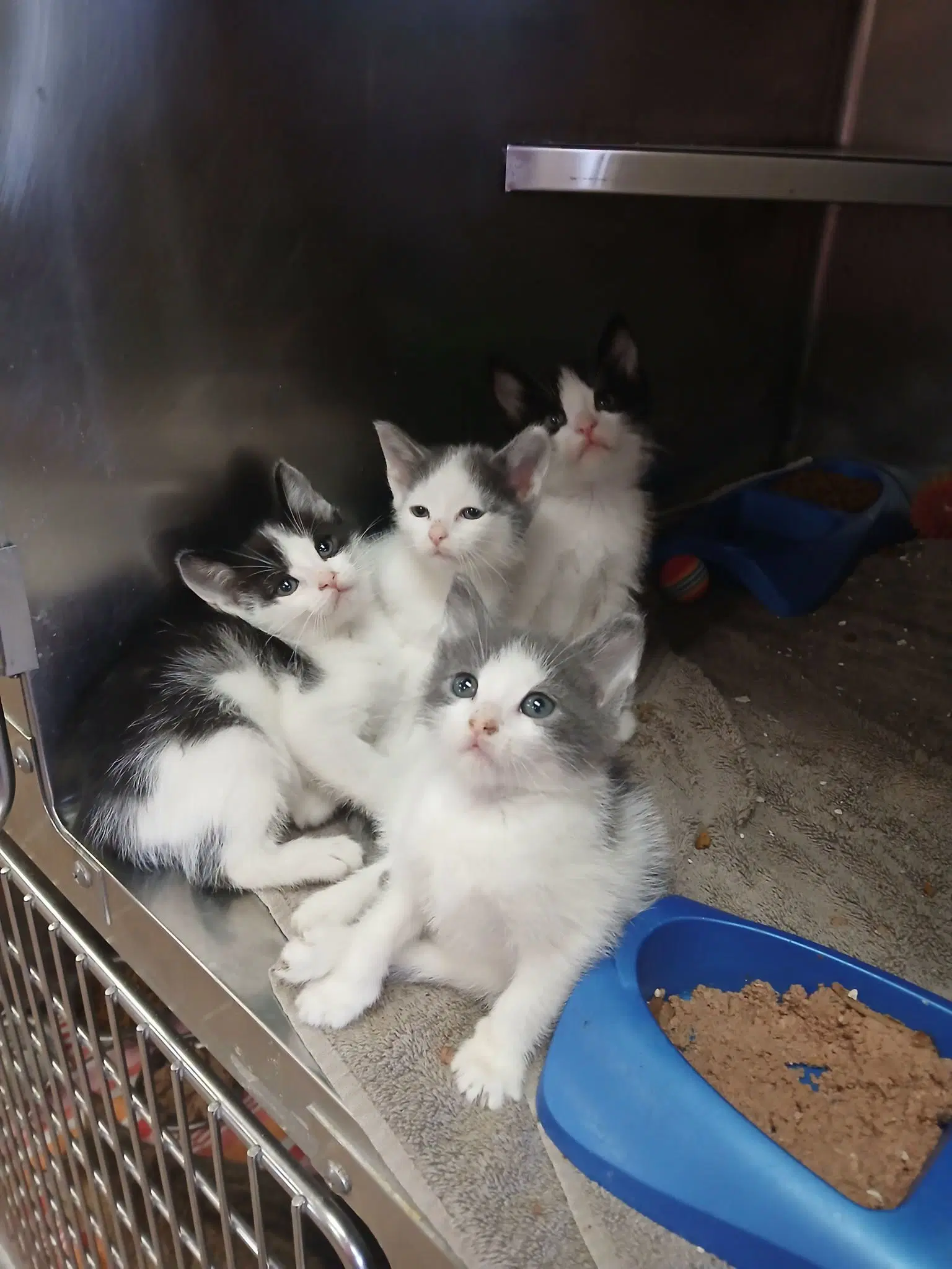 Kittens-Males Grey White - Domestic Short Hair