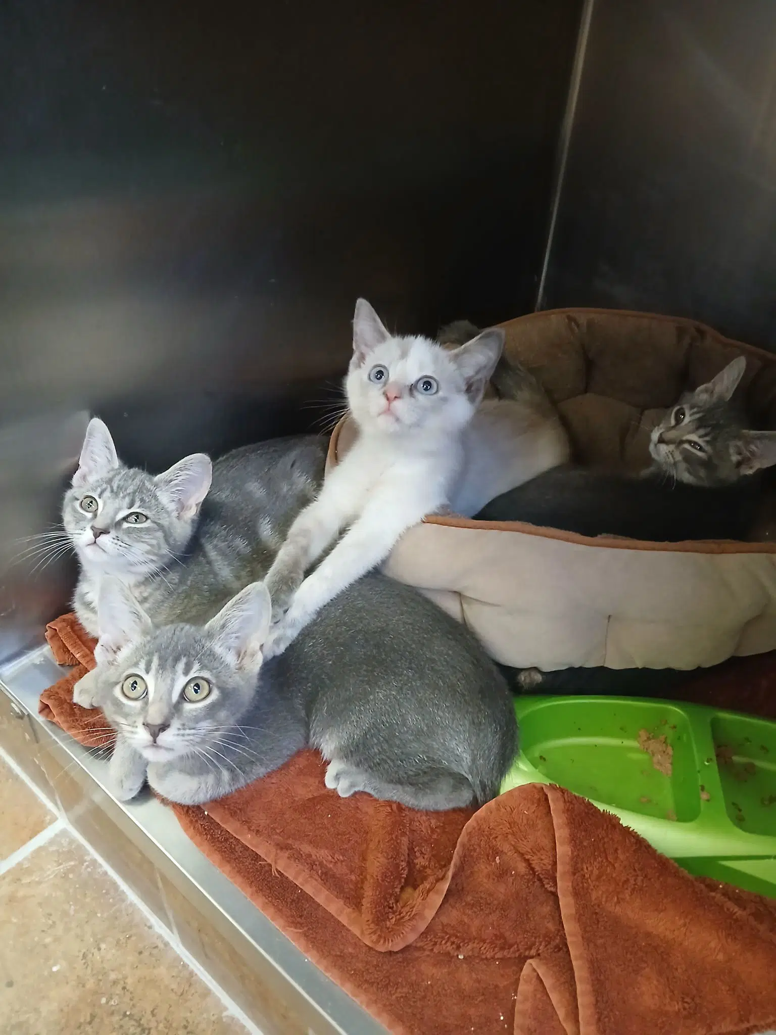 Kittens-Grey - Tabby