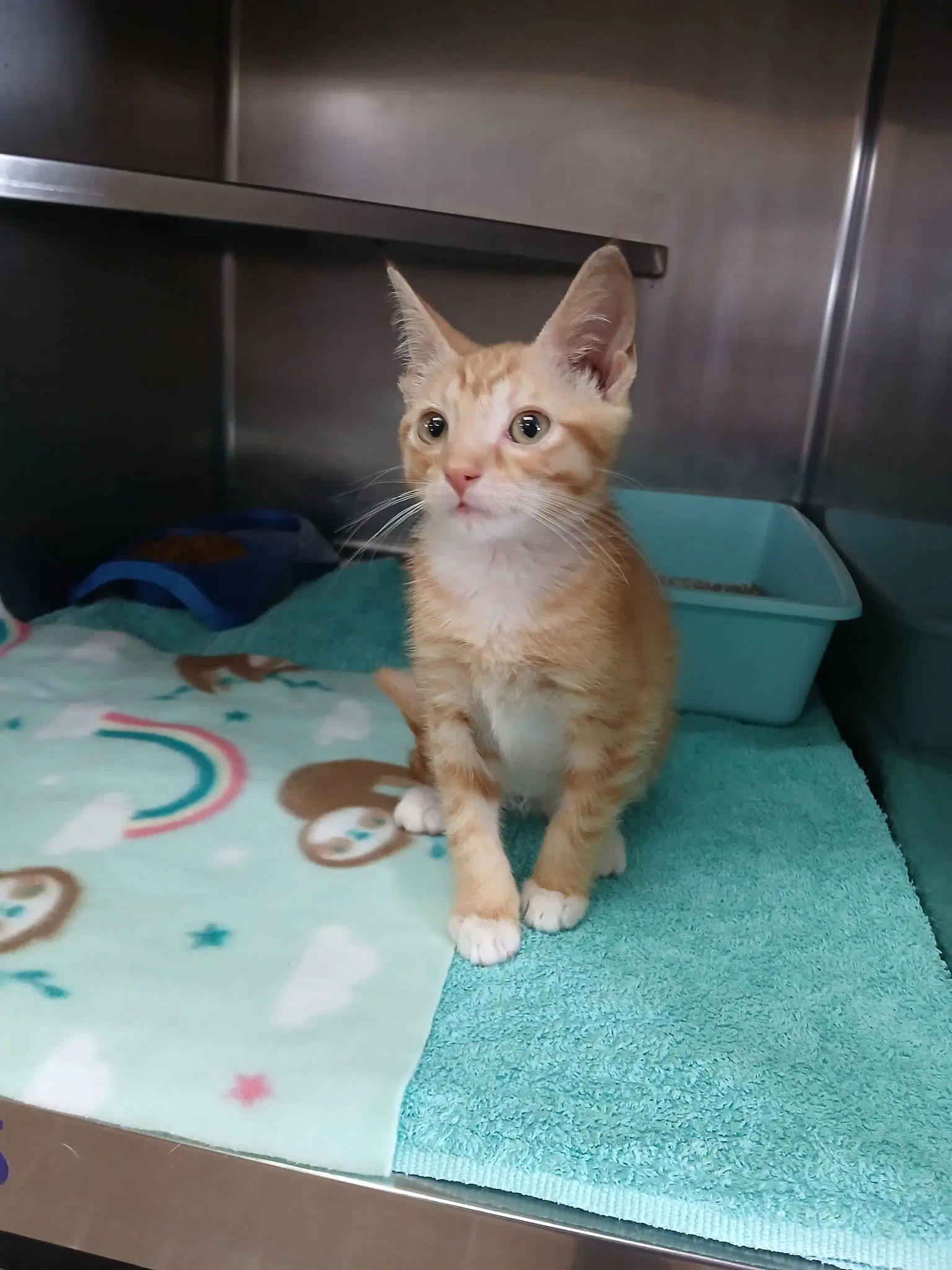 Franklin - Tabby