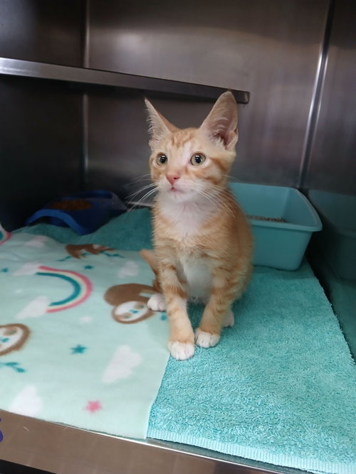 Franklin, a cat for adoption from Berkeley County Humane Society