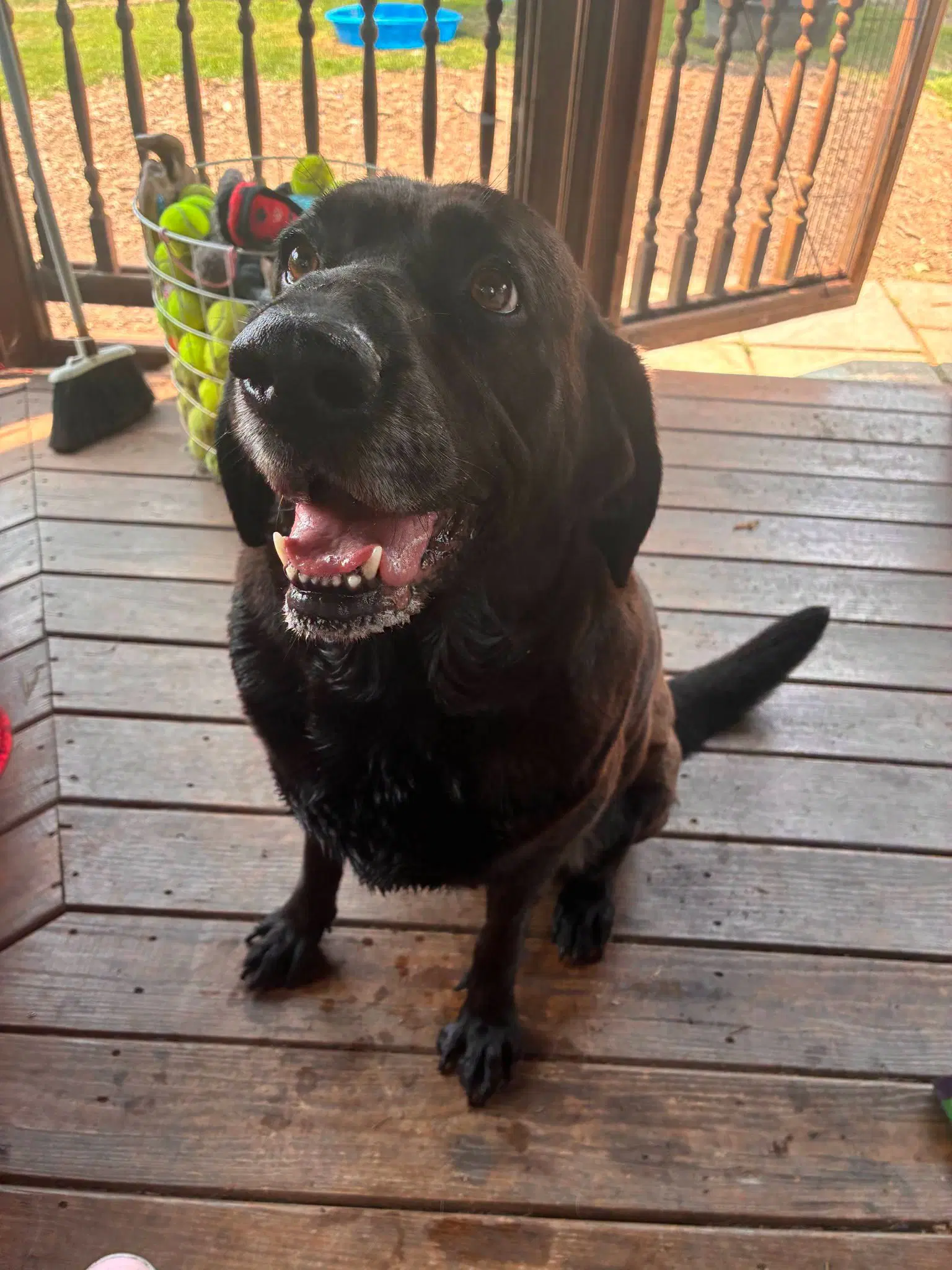 Susy - Black Labrador Retriever