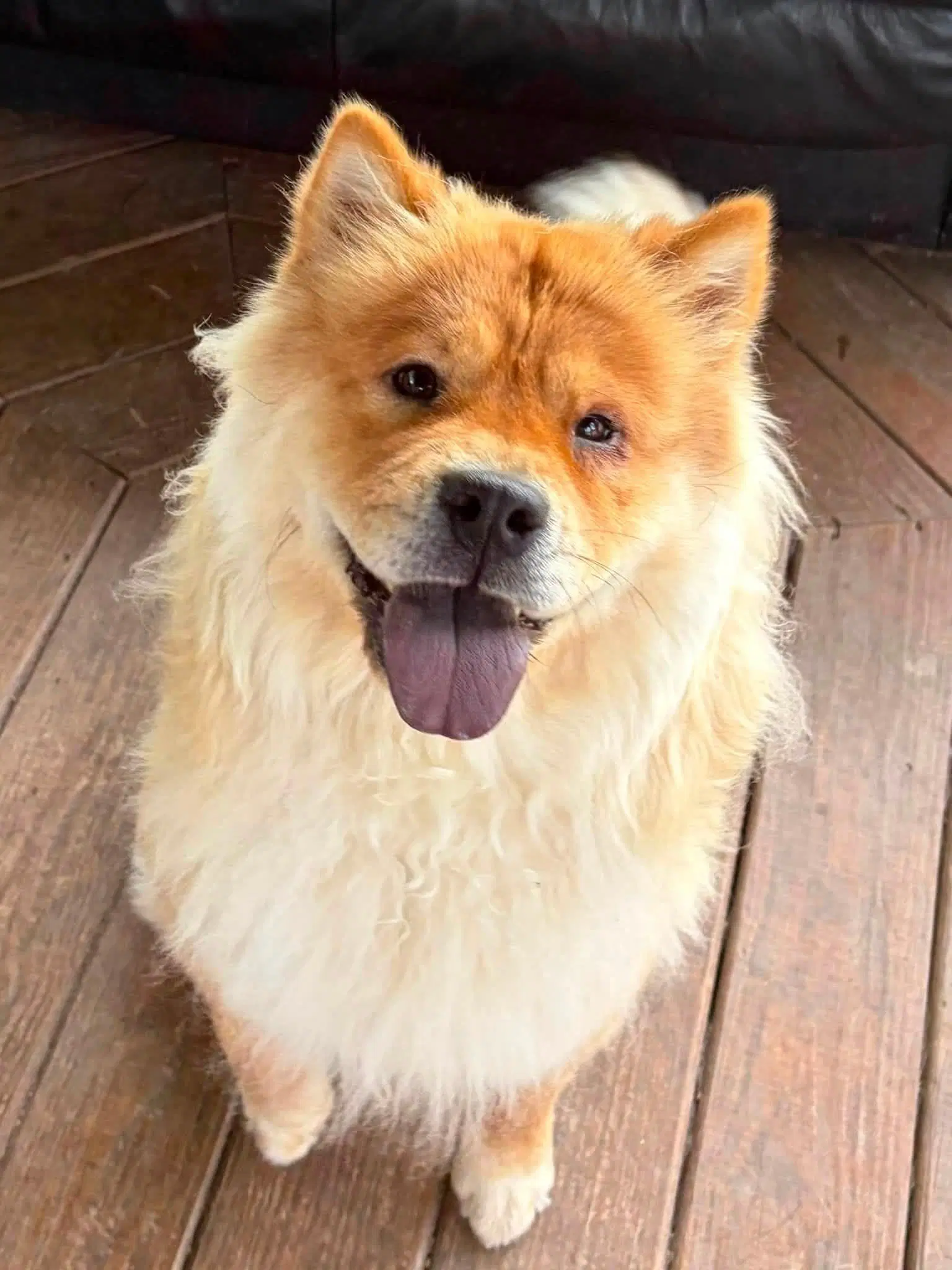 Sheba - Chow Chow