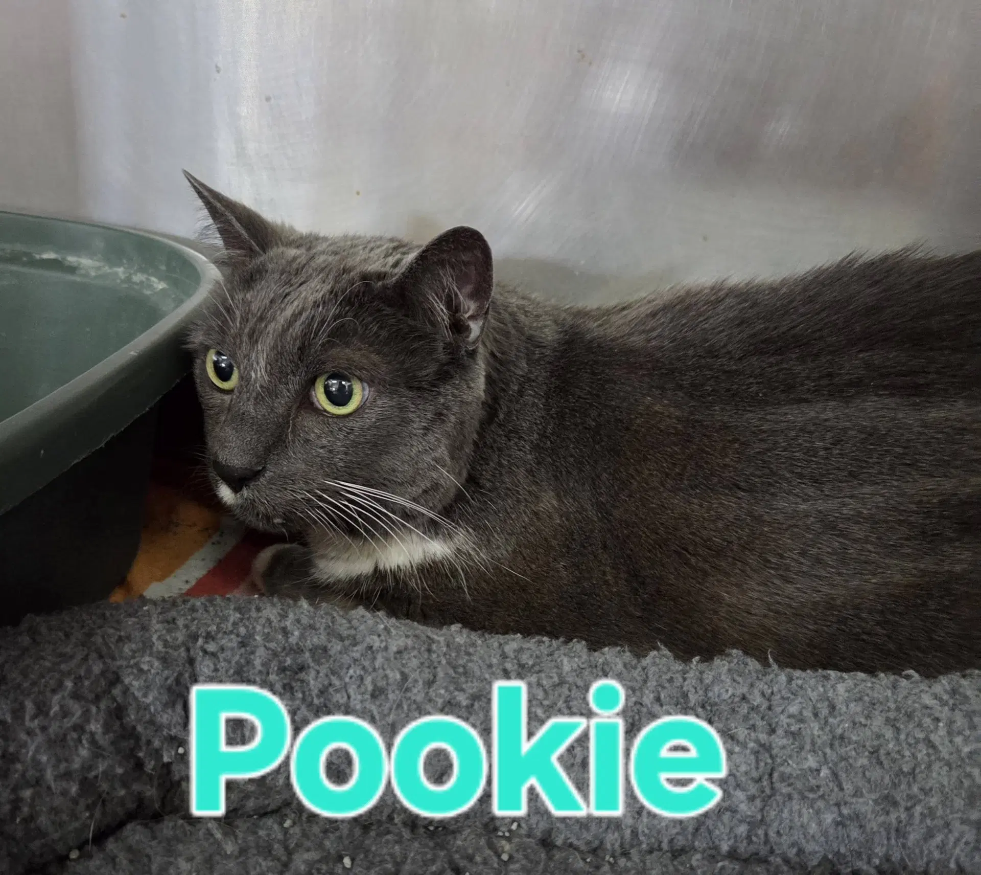 Pookie - Domestic Short Hair