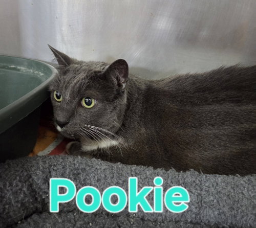 Pookie, a cat for adoption from Berkeley County Humane Society