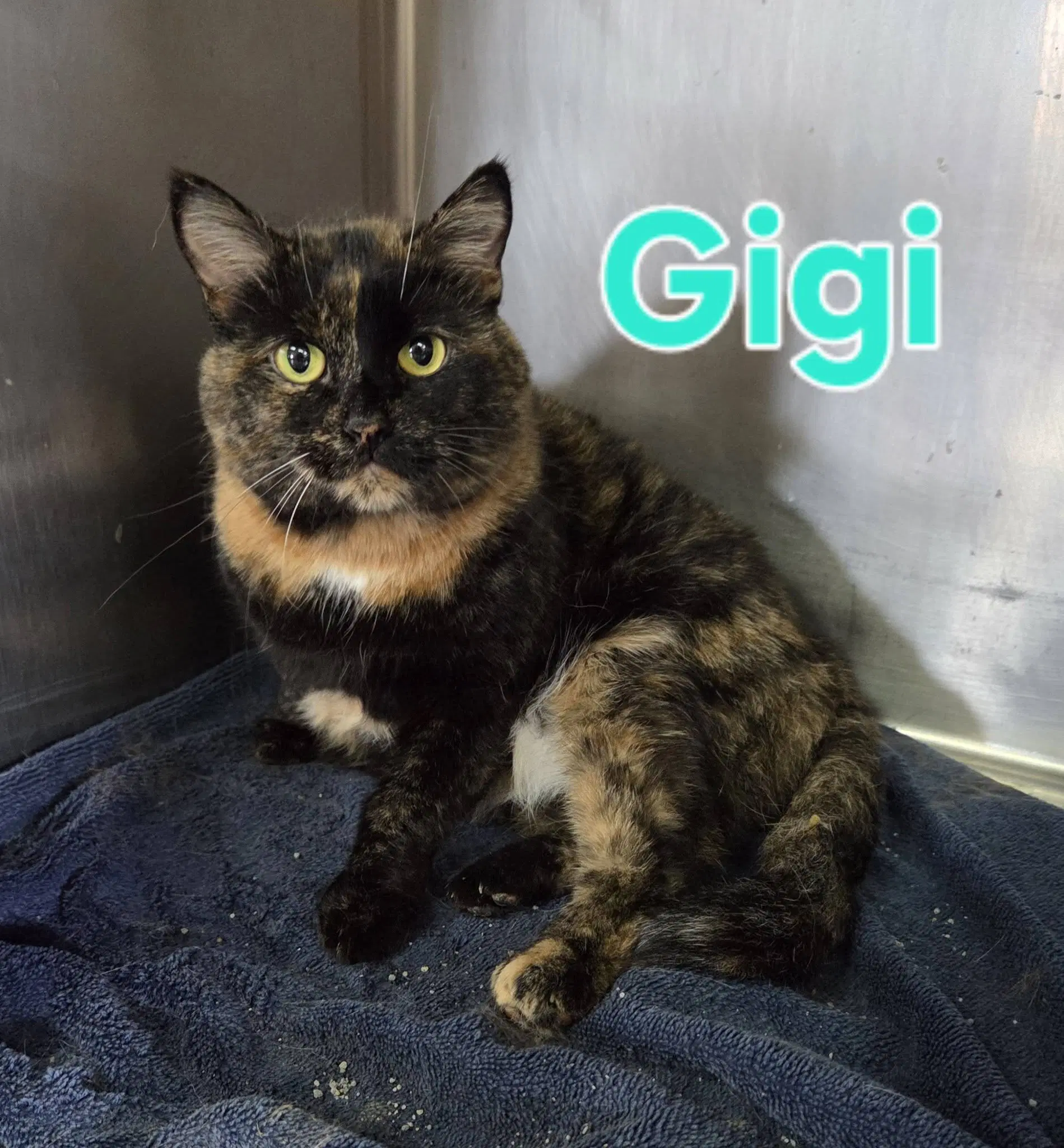 Gigi - Tortoiseshell