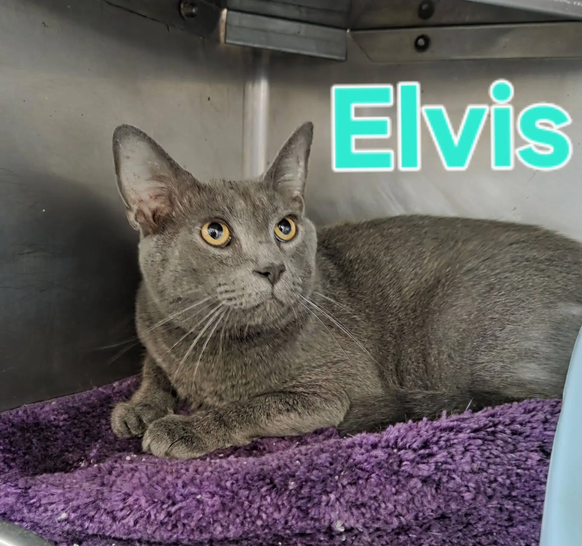 Elvis - Domestic Short Hair