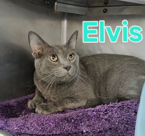 Elvis, a cat for adoption from Berkeley County Humane Society