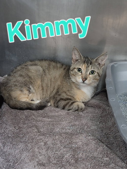 Kimmie, a cat for adoption from Berkeley County Humane Society
