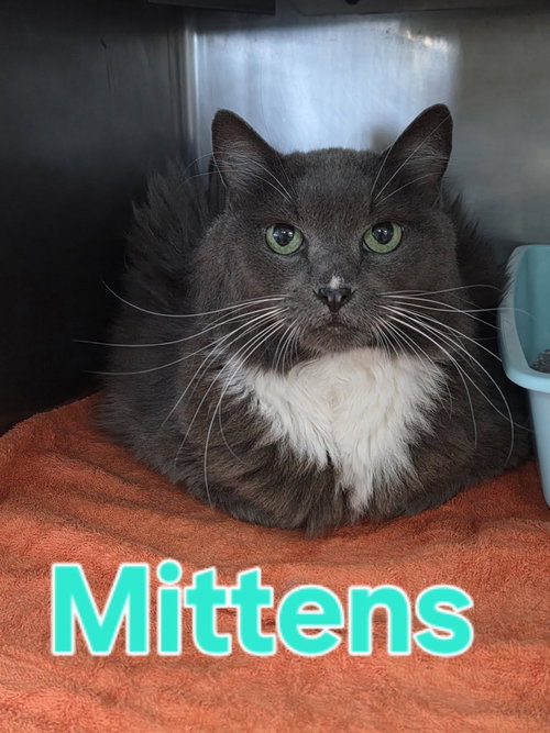 Mittens, a cat for adoption from Berkeley County Humane Society
