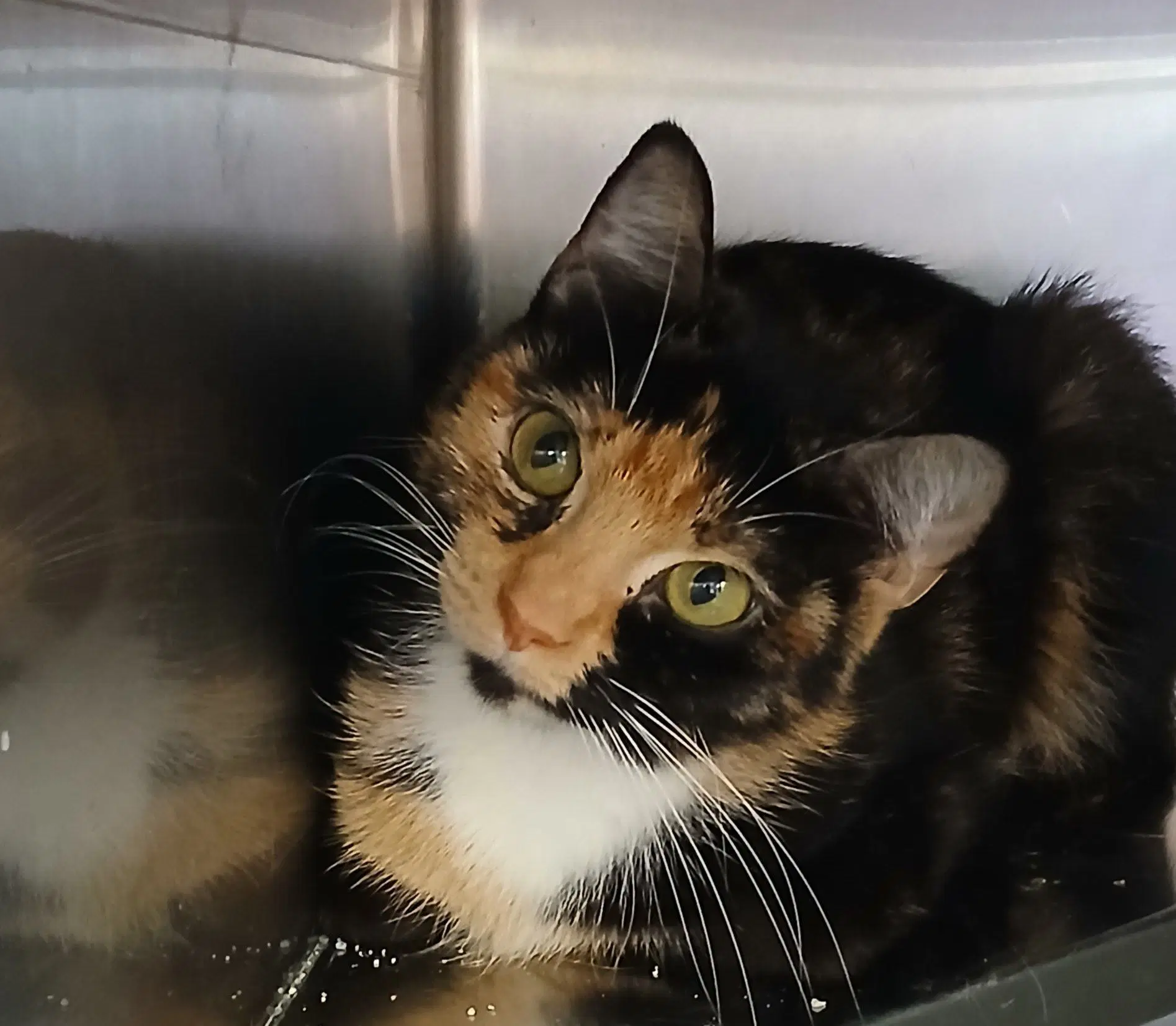 Diamond - Calico