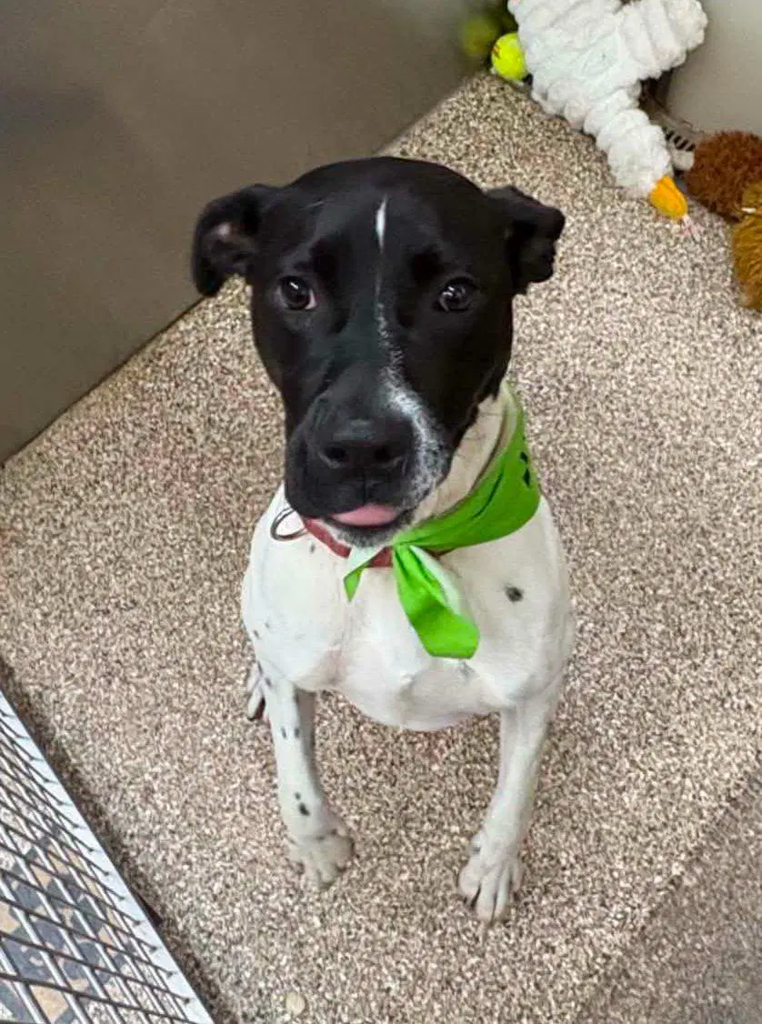 Harvey - Pointer