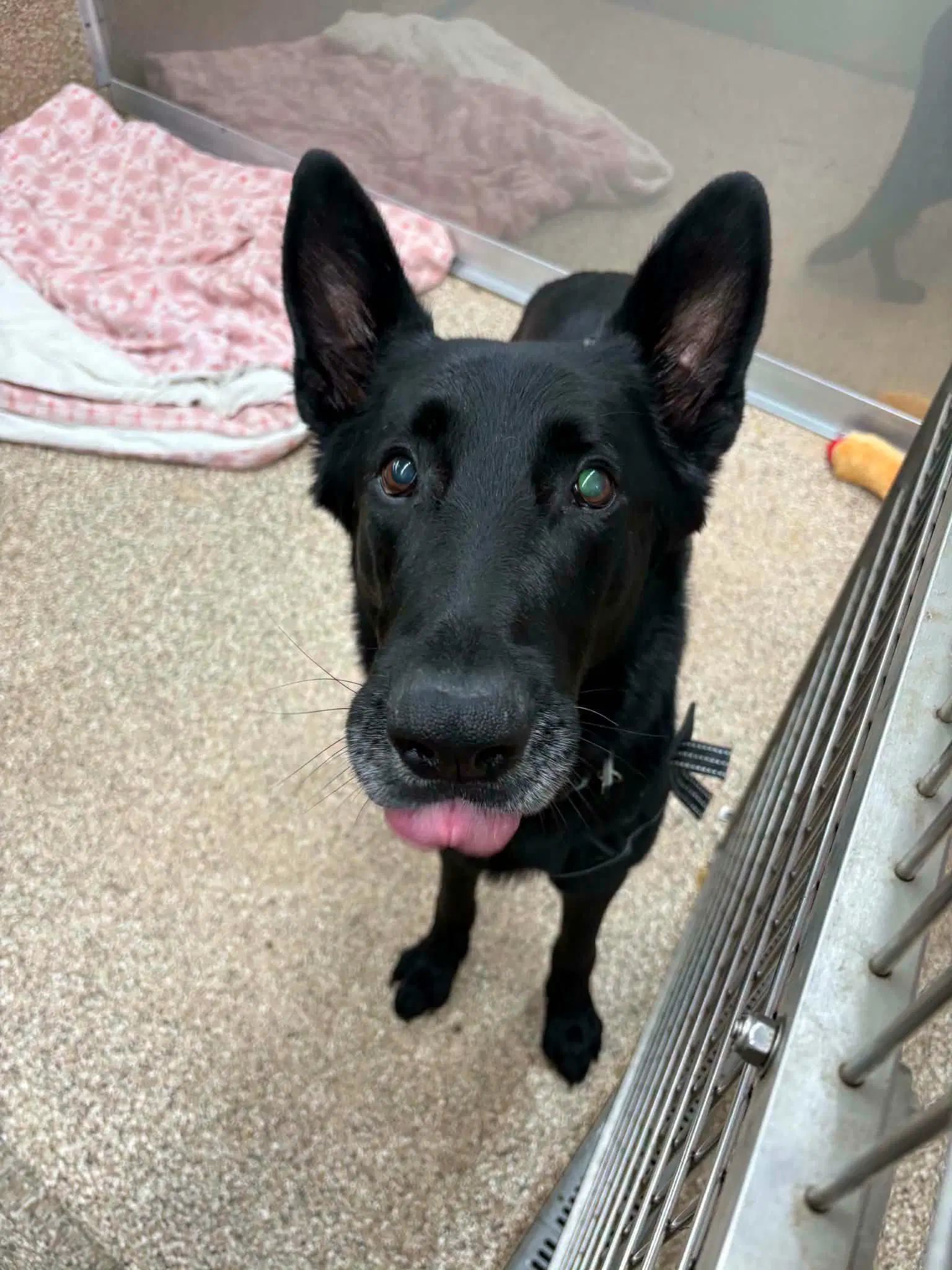 Cry Baby - German Shepherd Dog