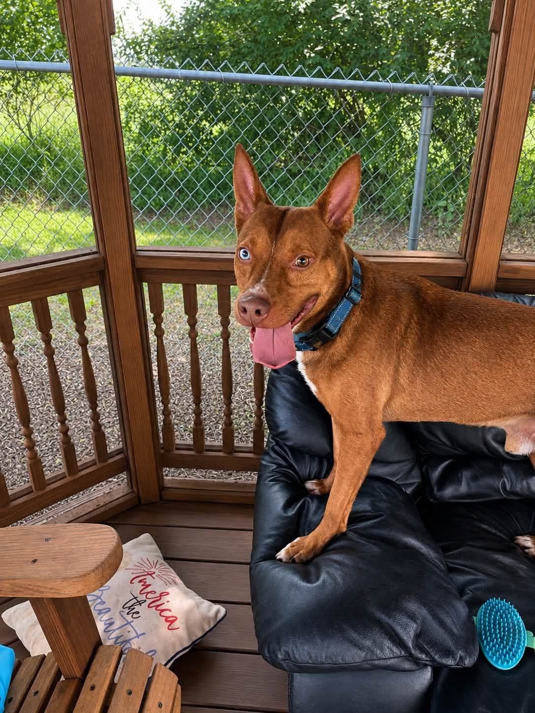 Max - Pit Bull Terrier