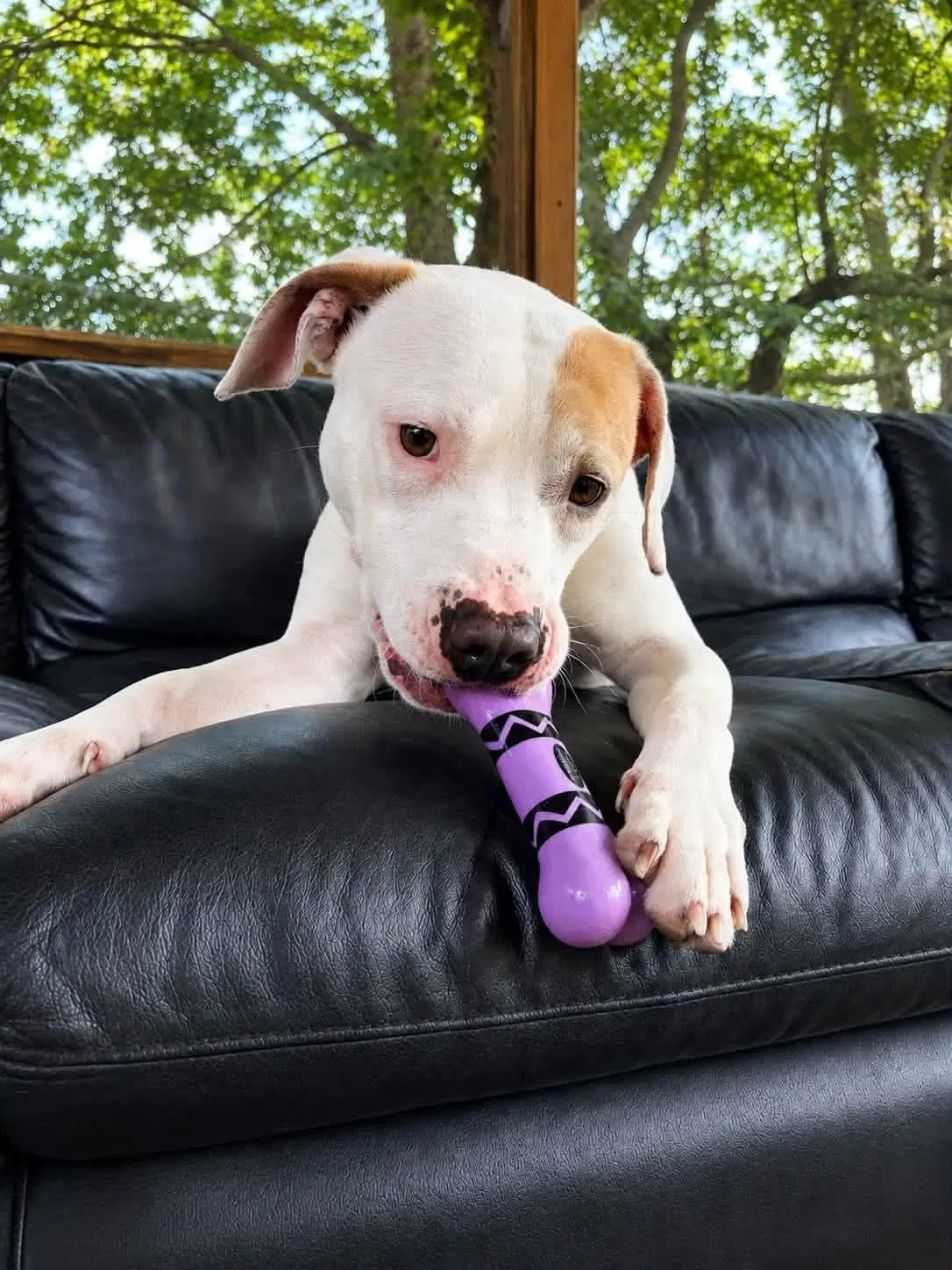 Zena - Pit Bull Terrier