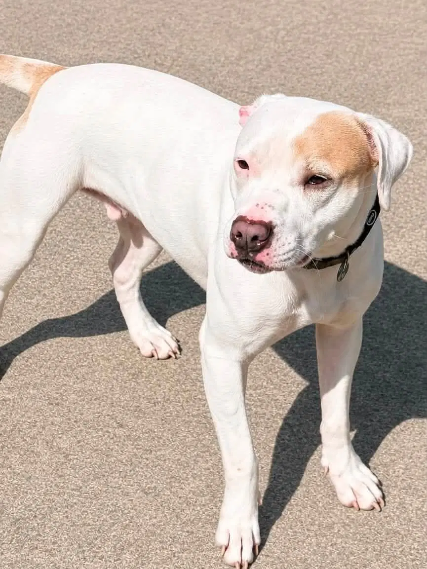 Zena - Pit Bull Terrier