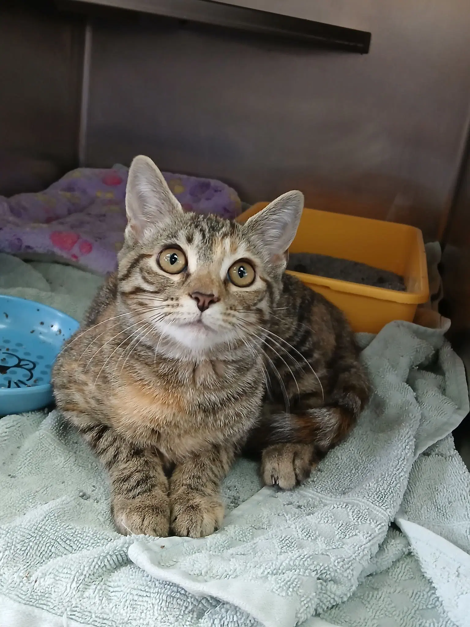 Hazel - Tabby