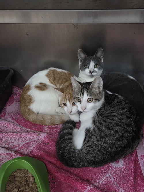 The "Trio", a cat for adoption from Berkeley County Humane Society