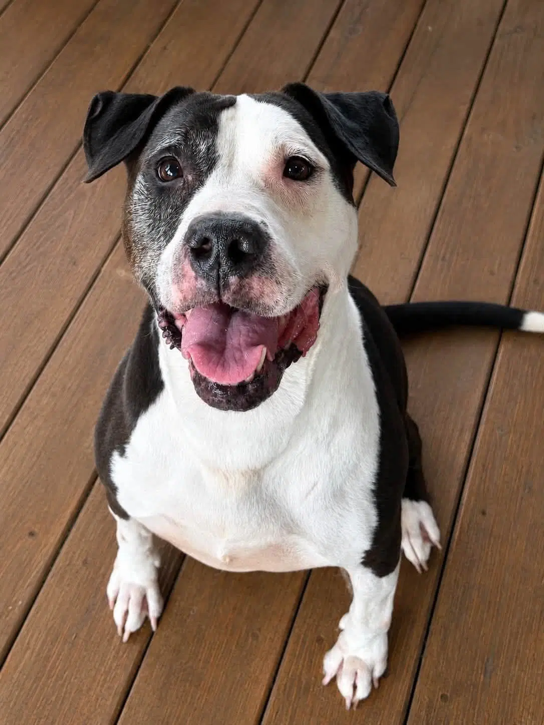 Havana - Pit Bull Terrier