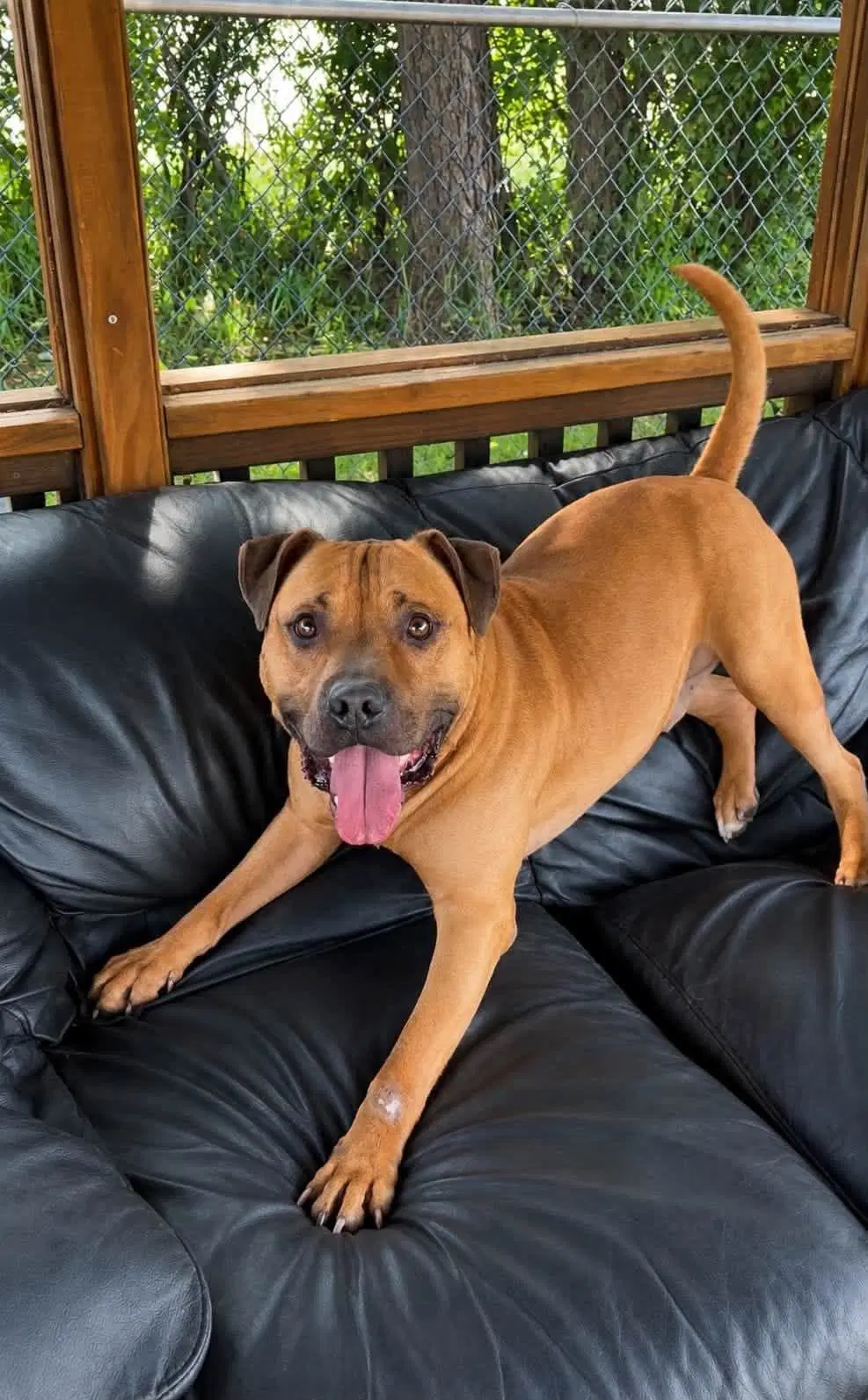 Bubsie - Pit Bull Terrier