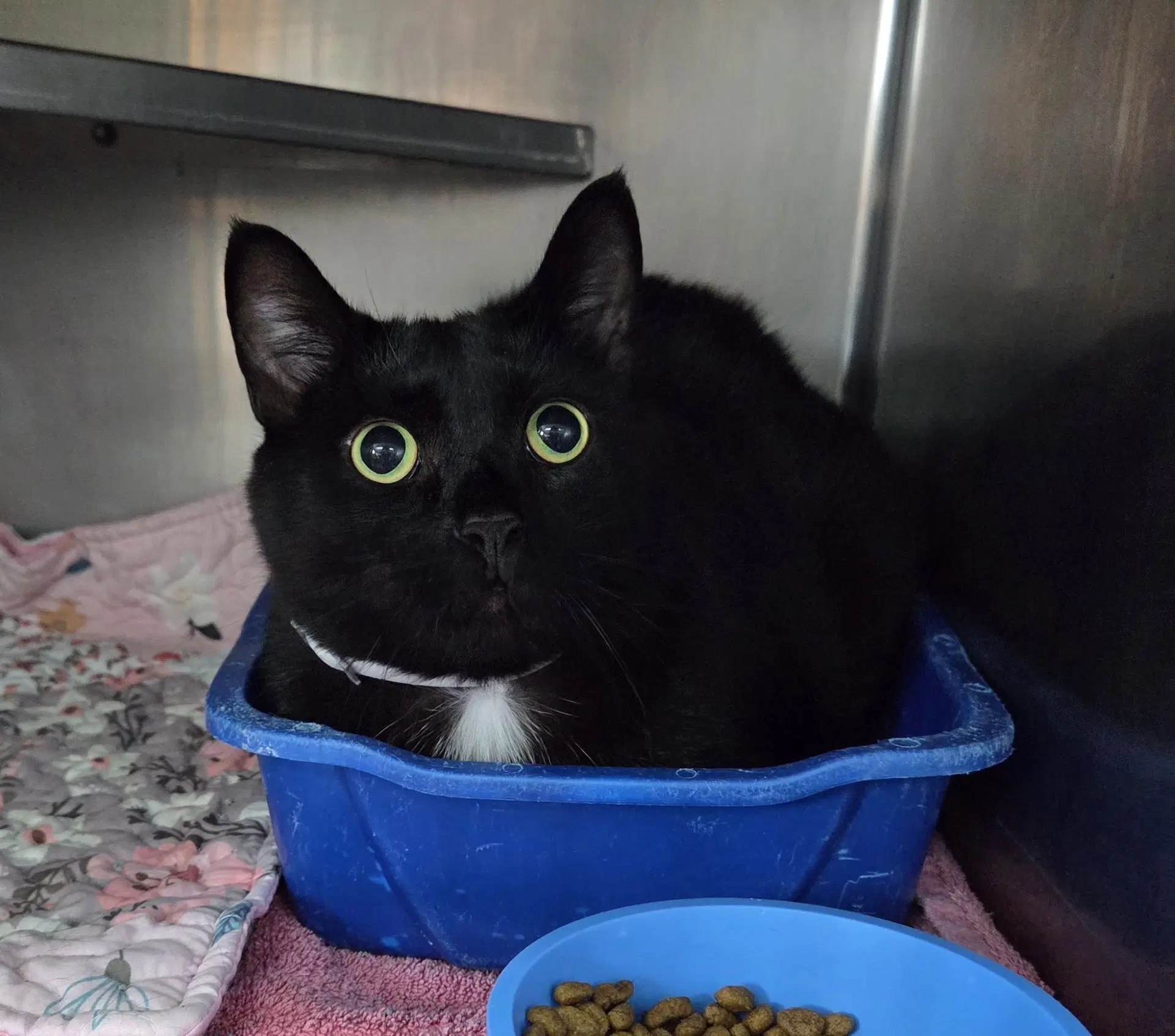 Melvin - Domestic Short Hair