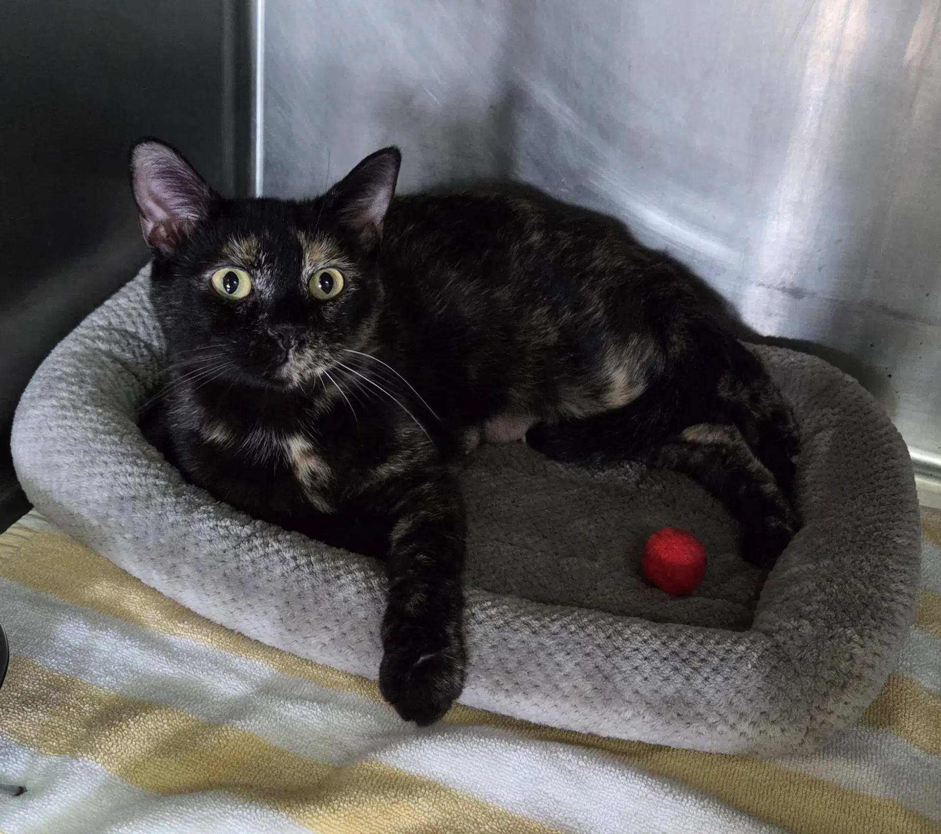 Cassidy - Tortoiseshell