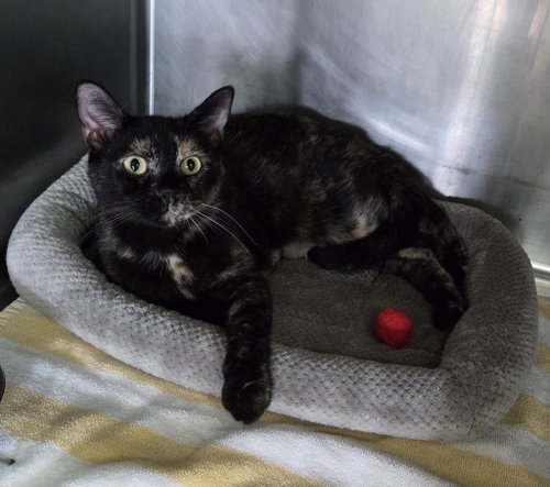 Cassidy, a cat for adoption from Berkeley County Humane Society