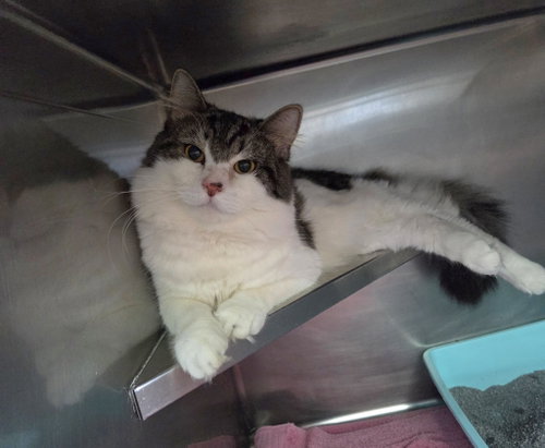 Theo, a cat for adoption from Berkeley County Humane Society