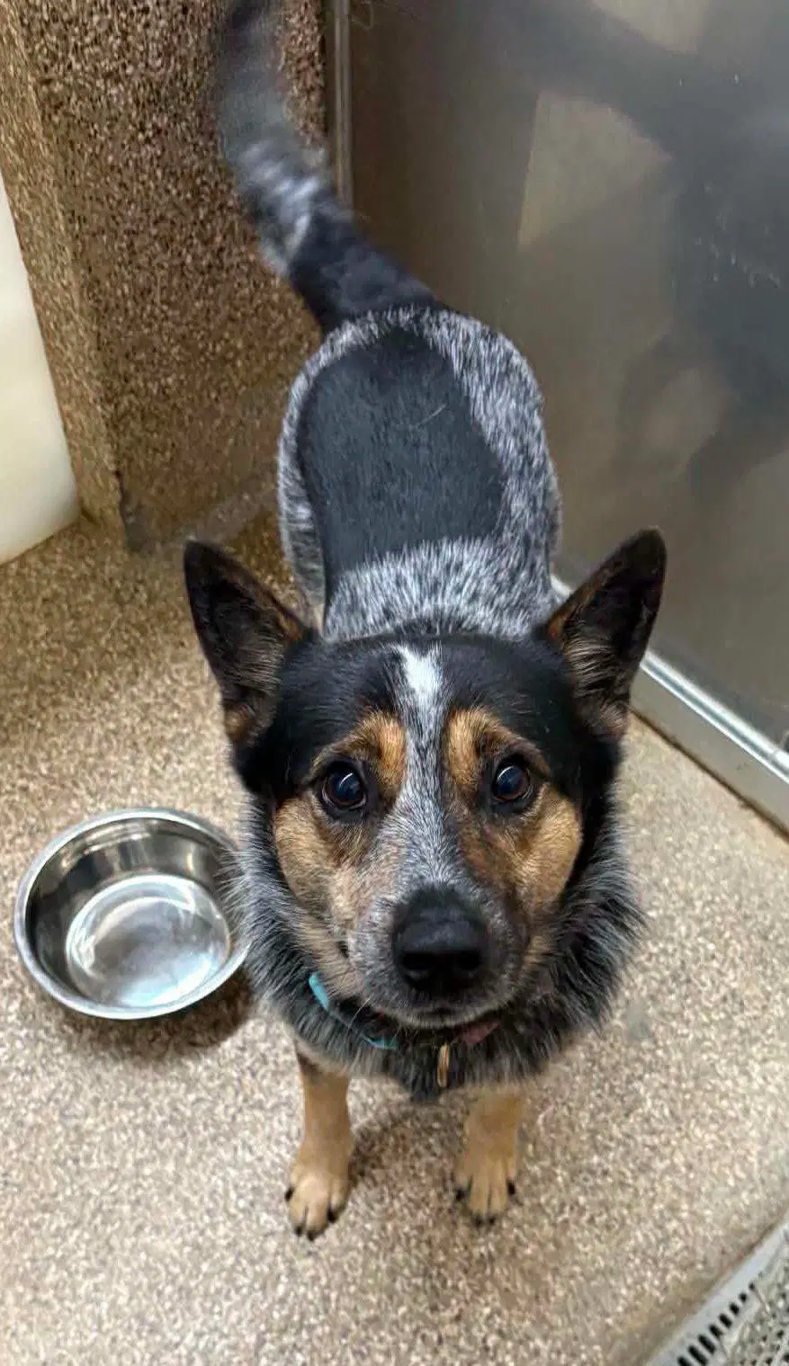Bandit - Australian Cattle Dog/Blue Heeler