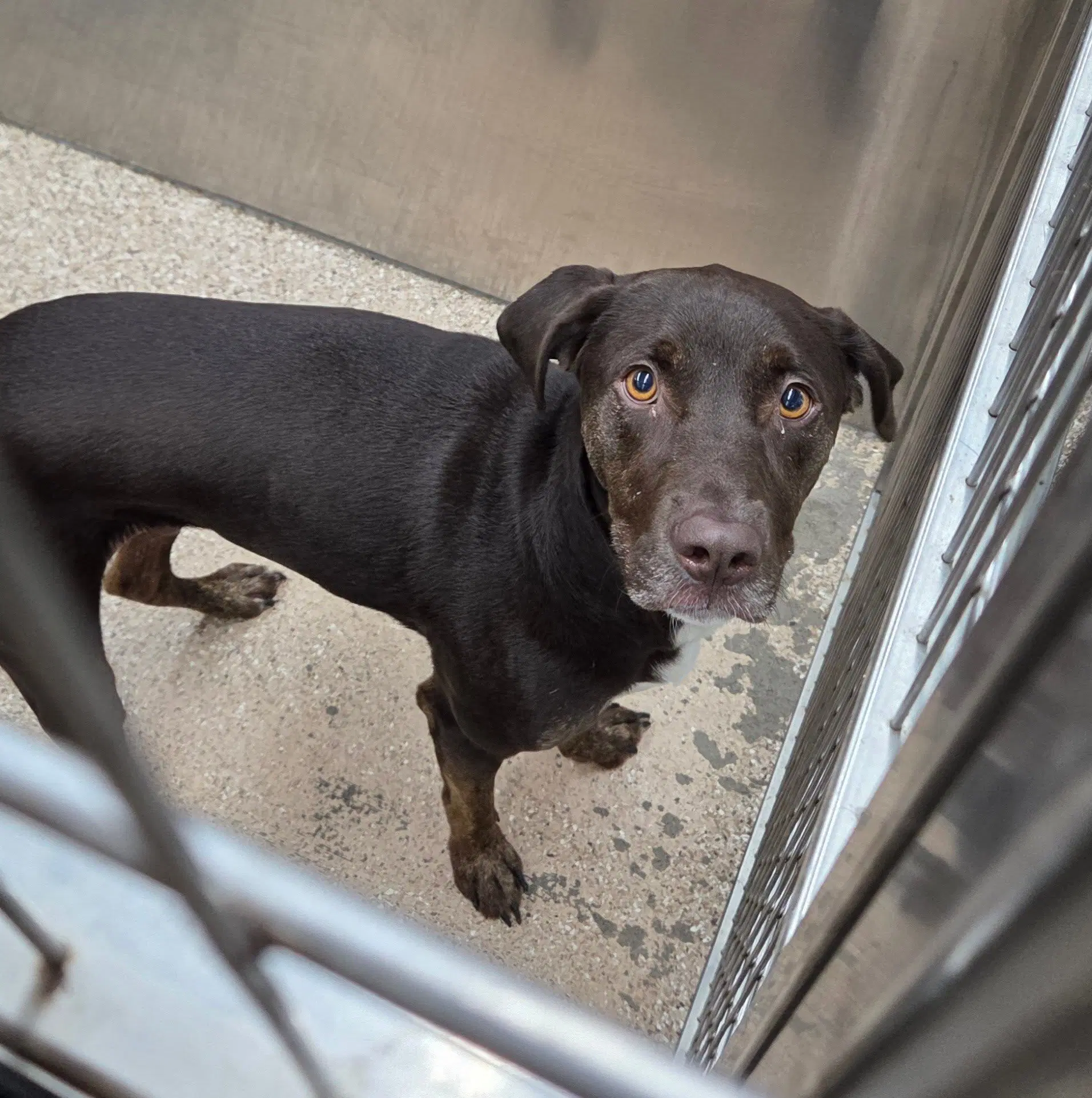 Buddy - Chocolate Labrador Retriever
