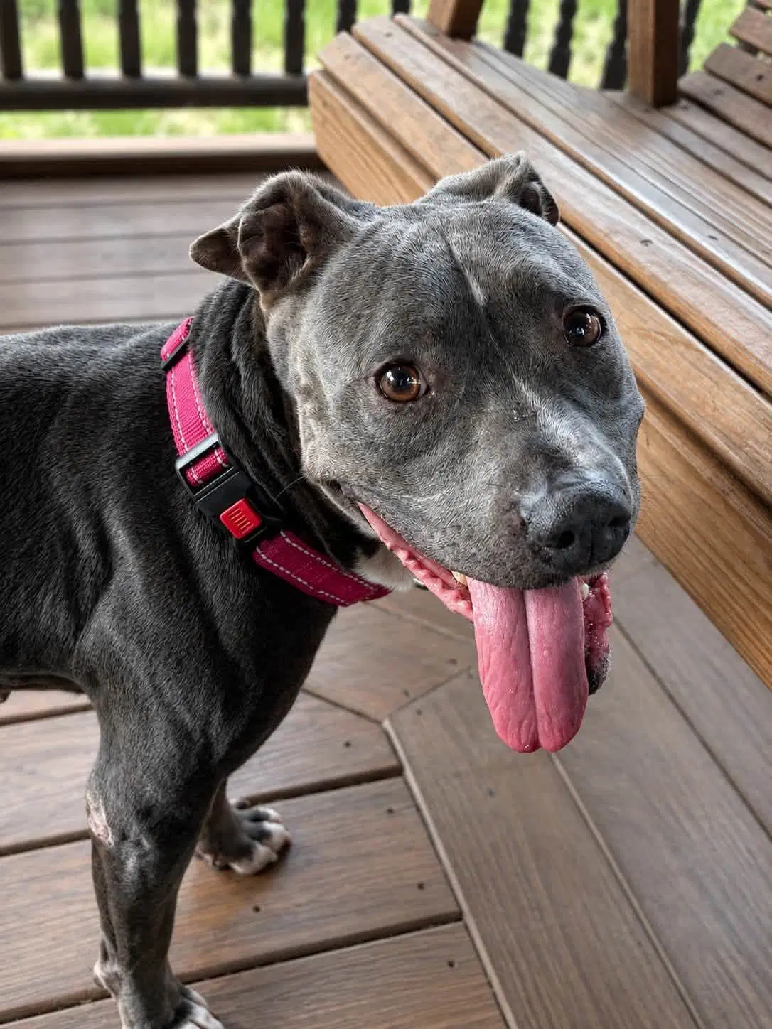 Gigi - Pit Bull Terrier