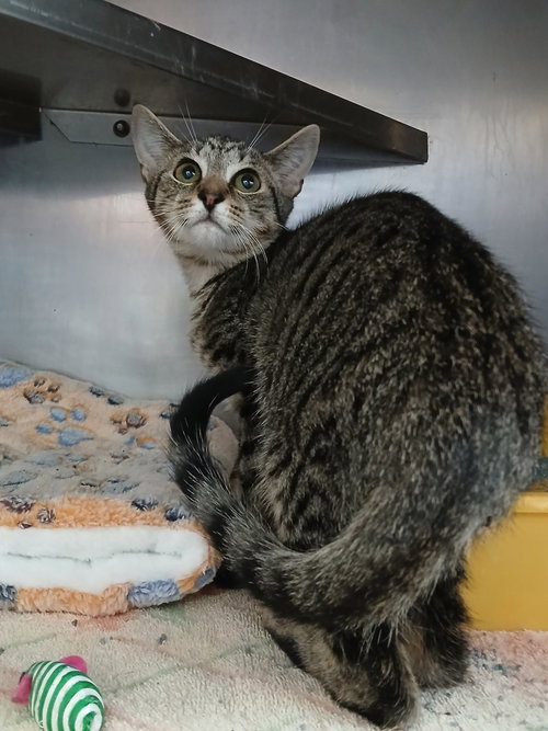 Alfalfa, a cat for adoption from Berkeley County Humane Society