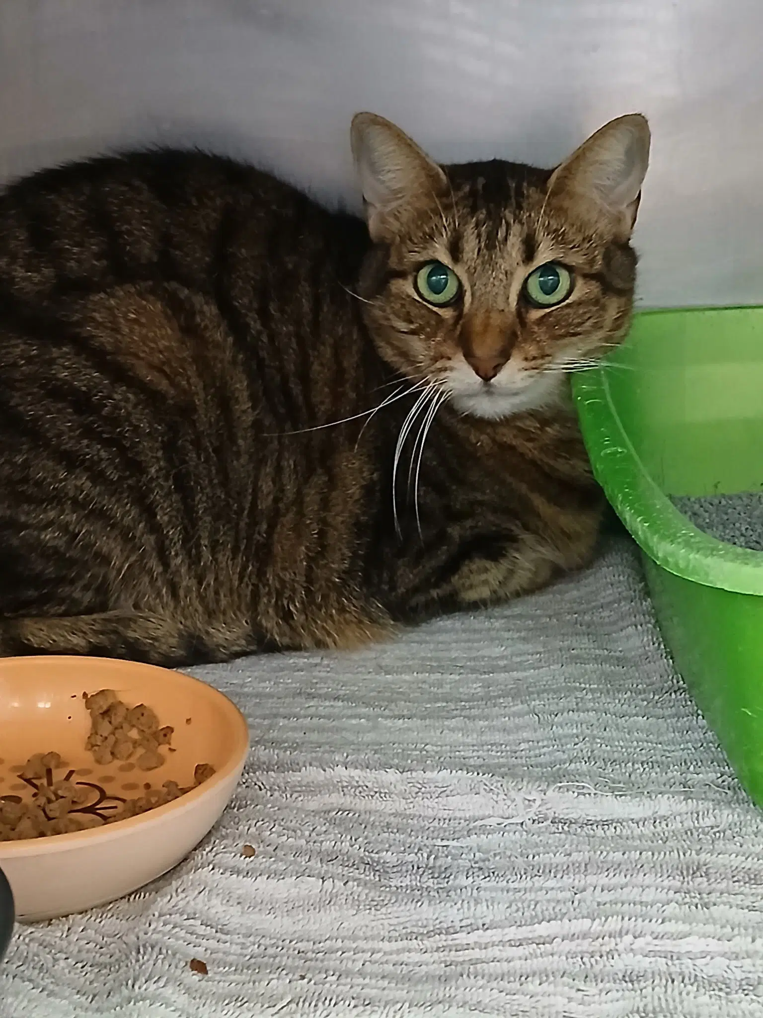 Juliette - Tabby