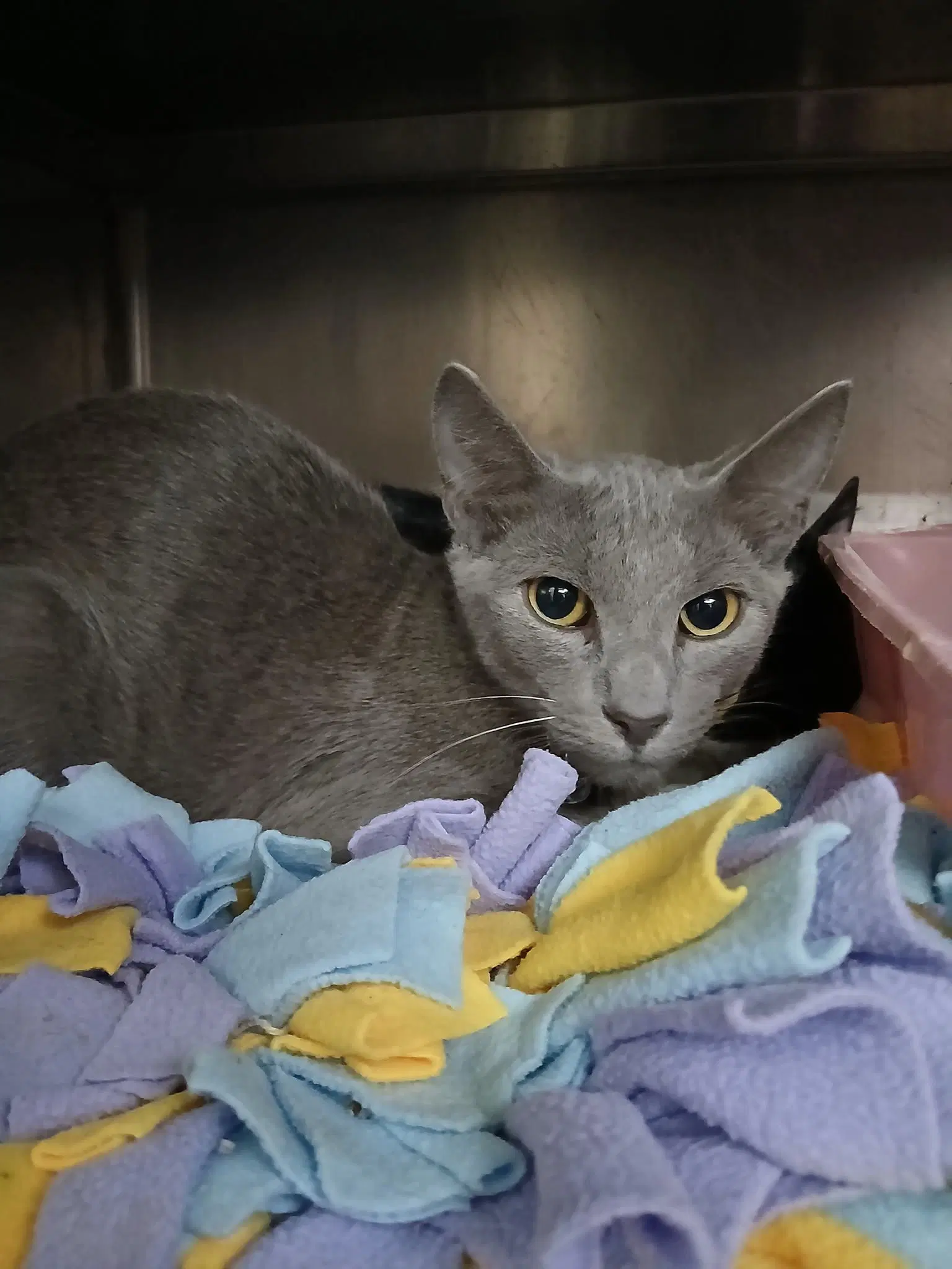 Curly - Russian Blue