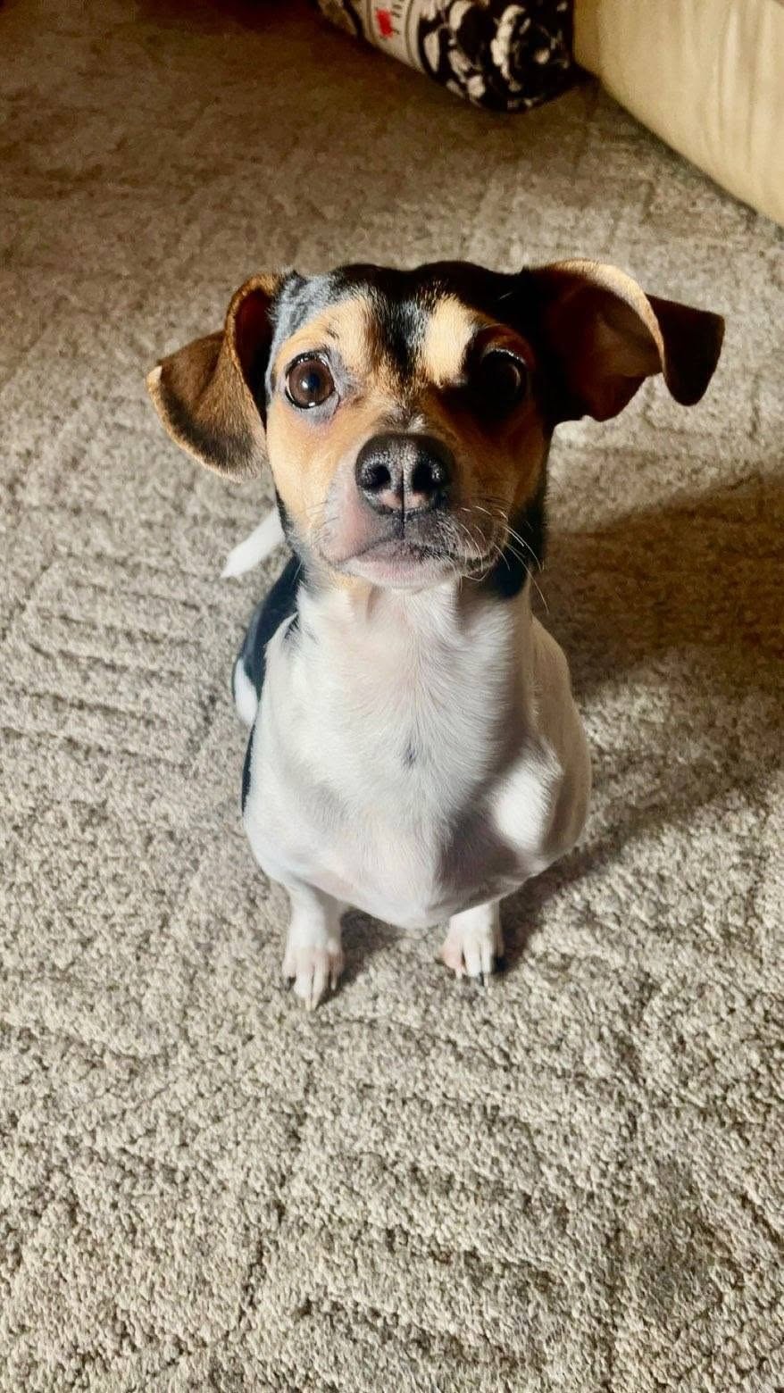 Bandit